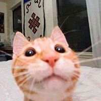 Nisa Neechan