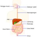 Makanan Dan Sistem Pencernaan / Skor 0