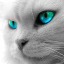 Tebak Kucing / Skor 37