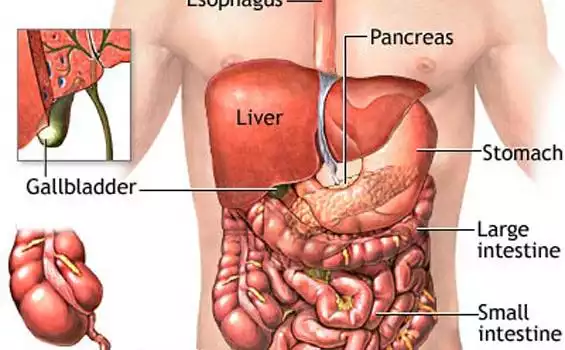 Organ Tubuh Manusia cover