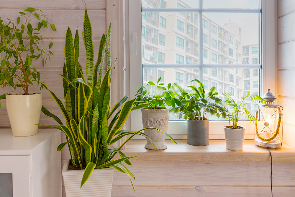 5 Tips Berkebun di Apartemen