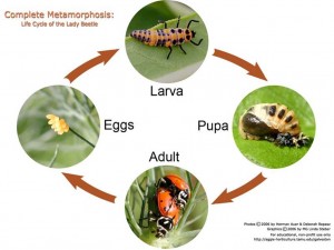 Metamorphosis Metamorphosis